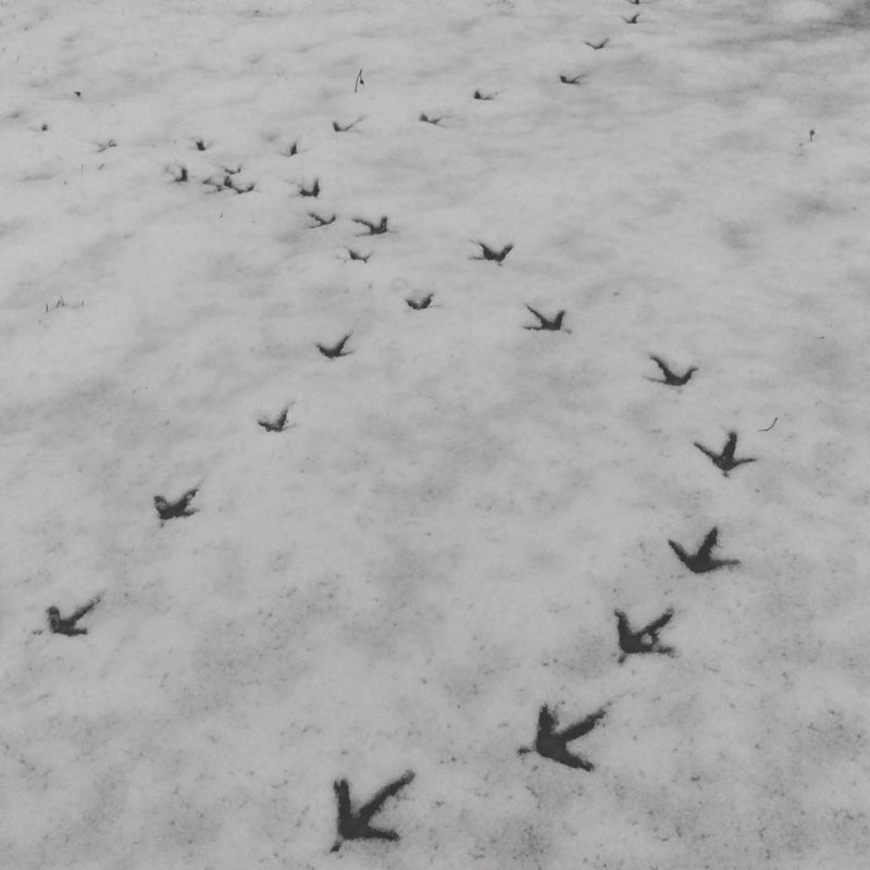 Empreintes d’oiseau dans la neige