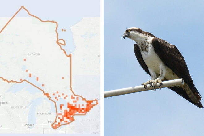 Carte montrant des observations de balbuzards pêcheurs plus fréquentes dans le sud-est de l’Ontario, et moins fréquentes au nord.