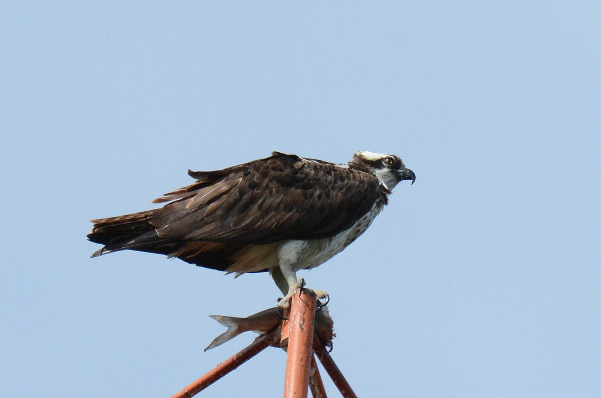 osprey perched atop a post