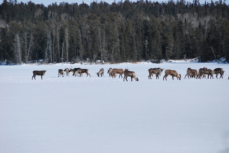 Caribou in the snow.