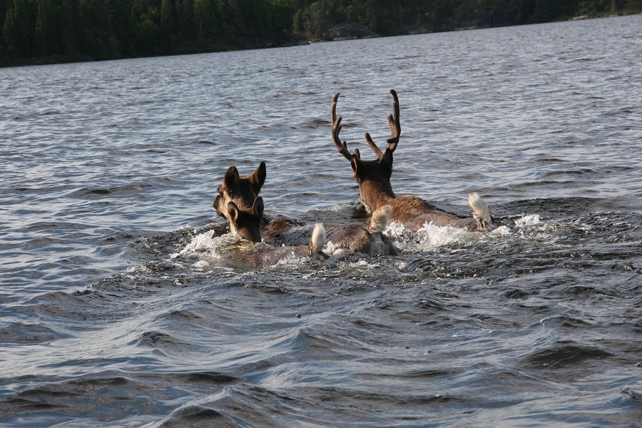 Caribou swimming,