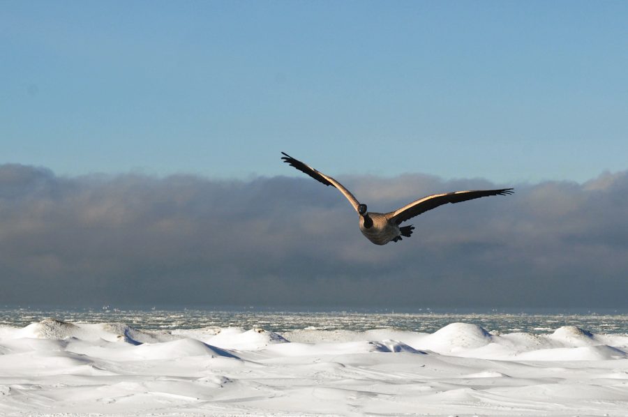 bird flying over Wasaga Beach ice shelves