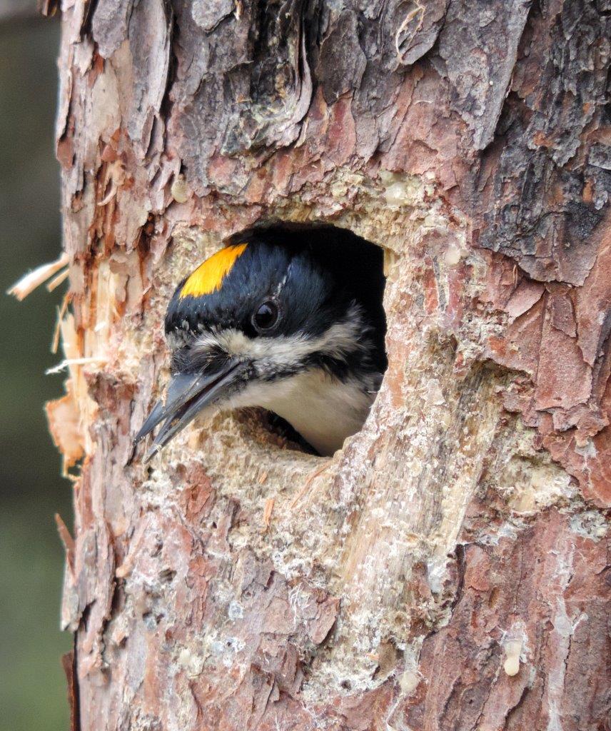 A Black-backed Woodpecker pokes its head out from its roosting cavity.