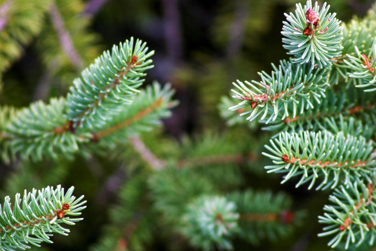 Spruce needles and branches.