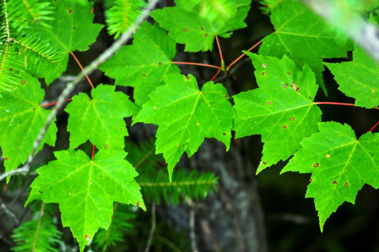 Green maple leaves.
