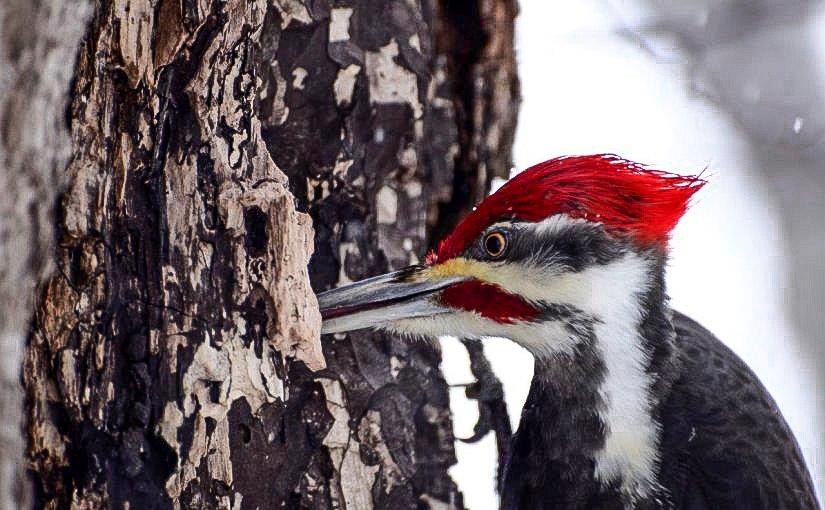 A Pileated Woodpecker searched for a beetle under tree bark.