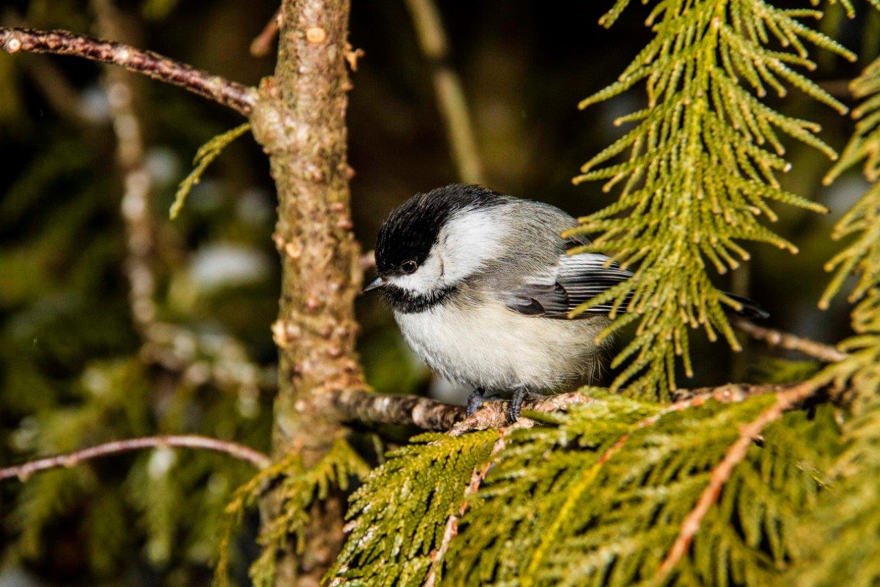 A Black-capped Chickadee perched on a branch.