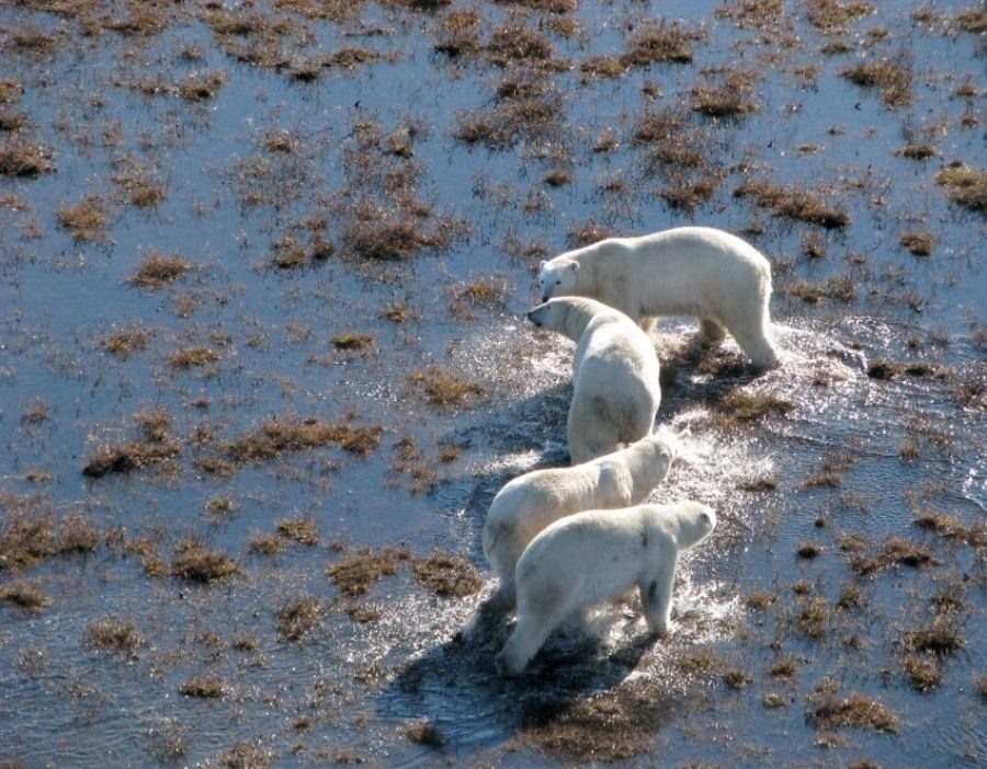 Polar Bears.