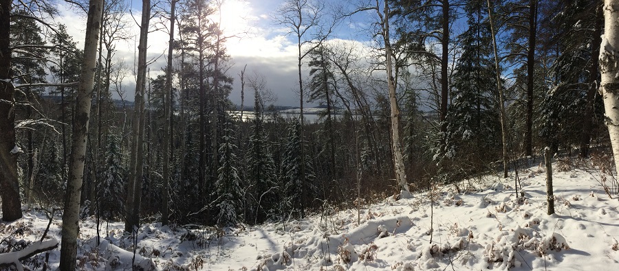 Winter forest ridge