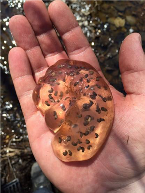 Des bébés salamandres maculées se développent à l’intérieur d’une masse gélatineuse