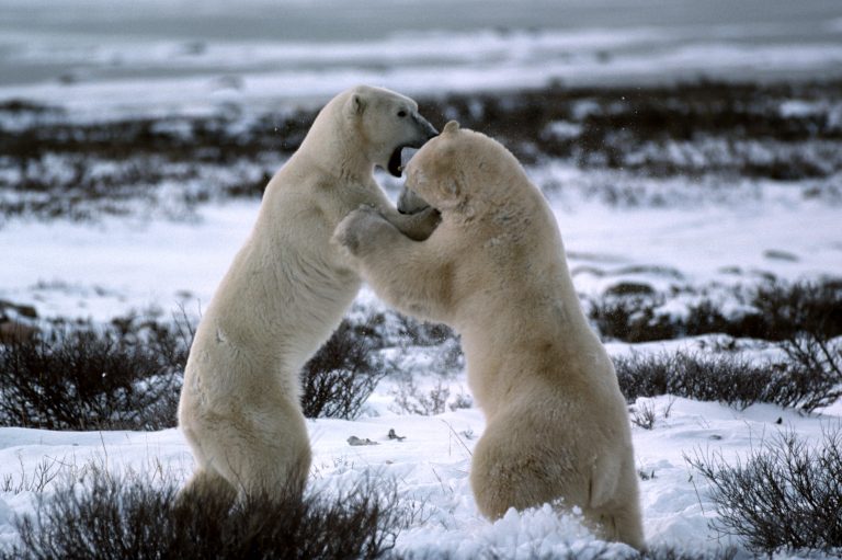 Two polar bears fighting on their hind legs.