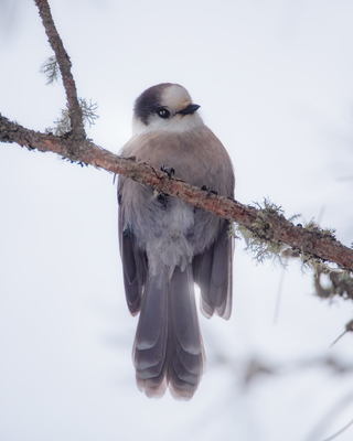 A Canada Jay perched on a branch.