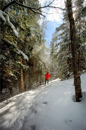 snowshoer in forest