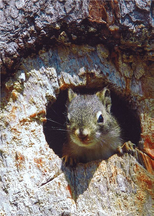Un écureuil roux regarde dehors depuis un trou dans un arbre