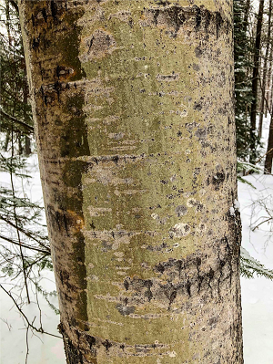 tree trunk in winter