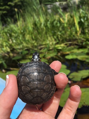 Une petite tortue peinte