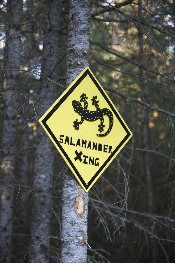 Salamander crossing road sign.
