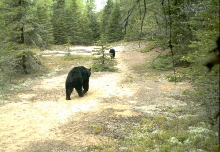 Un ours noir marchant sur un sentier