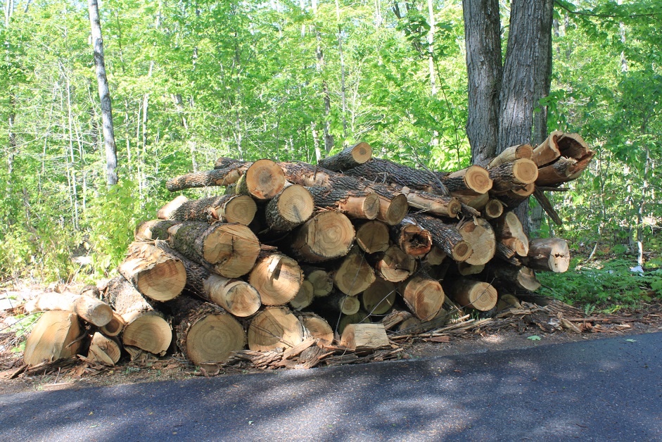 piles of logs