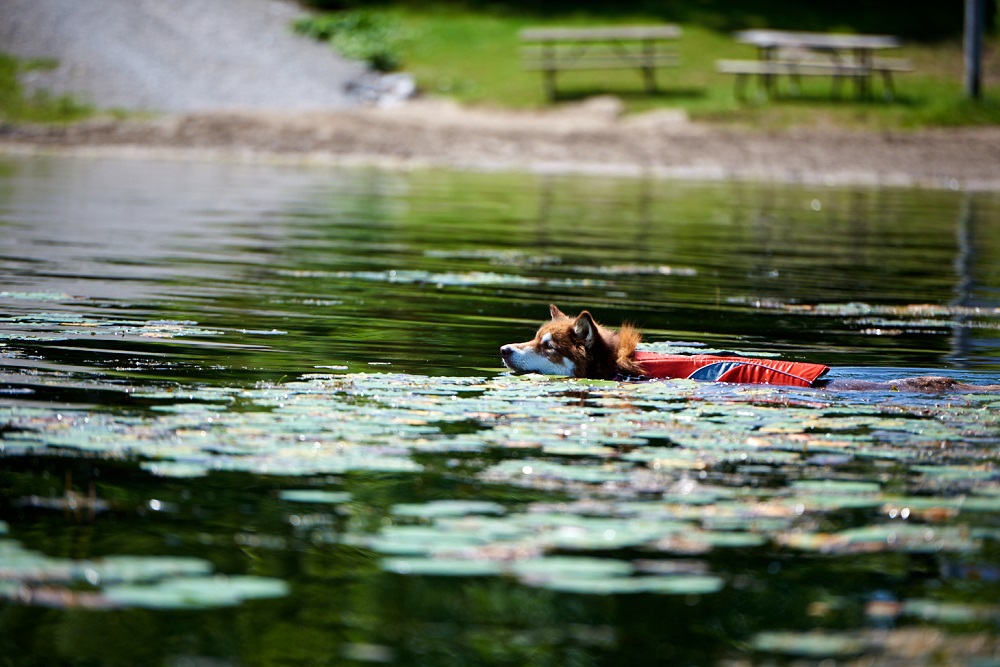 dog swimming in lifejacket