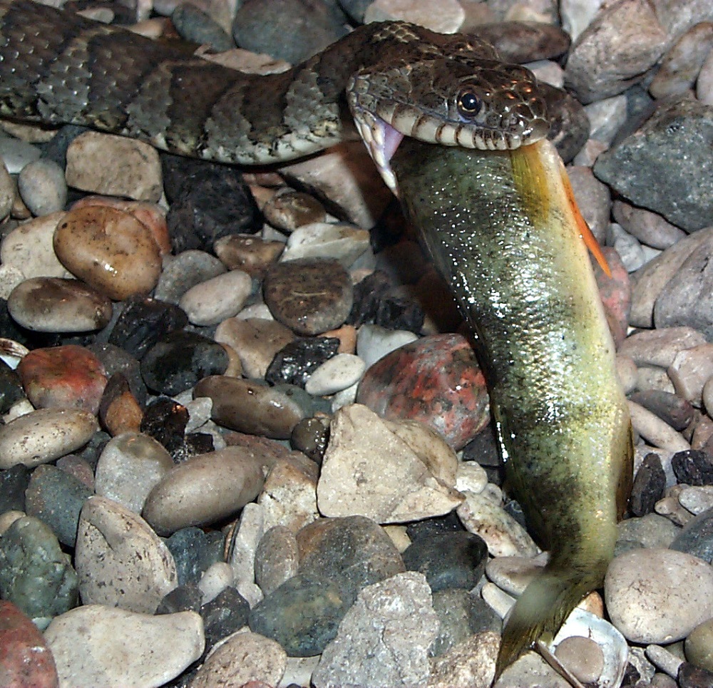 snake eating fish