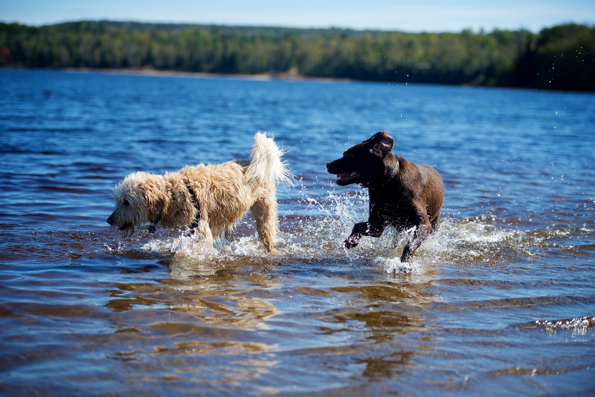 Chocolate Lab and Goldendoodle playing at Dog Exercise area