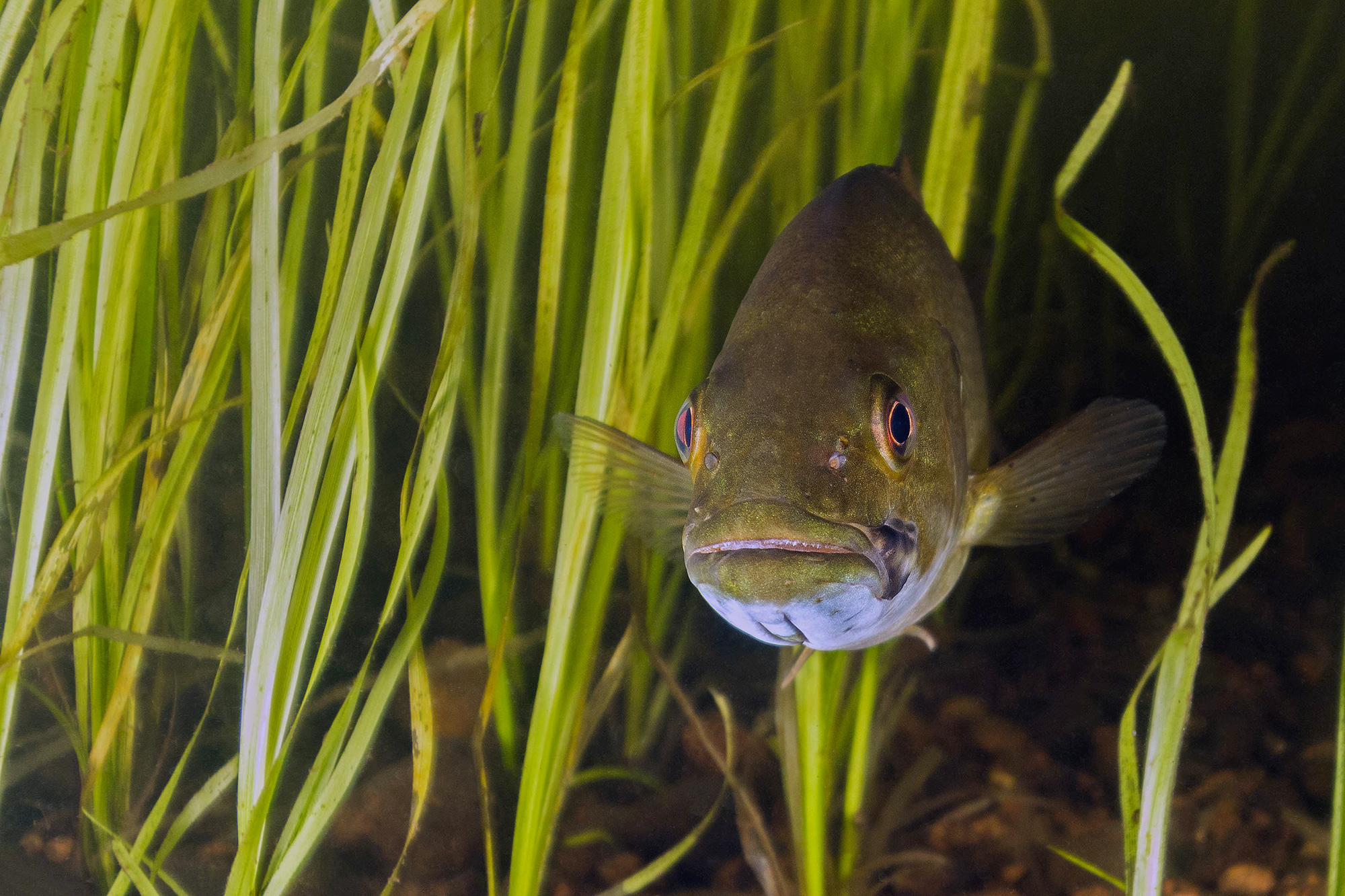 Smallmouth Bass and aquatic grass