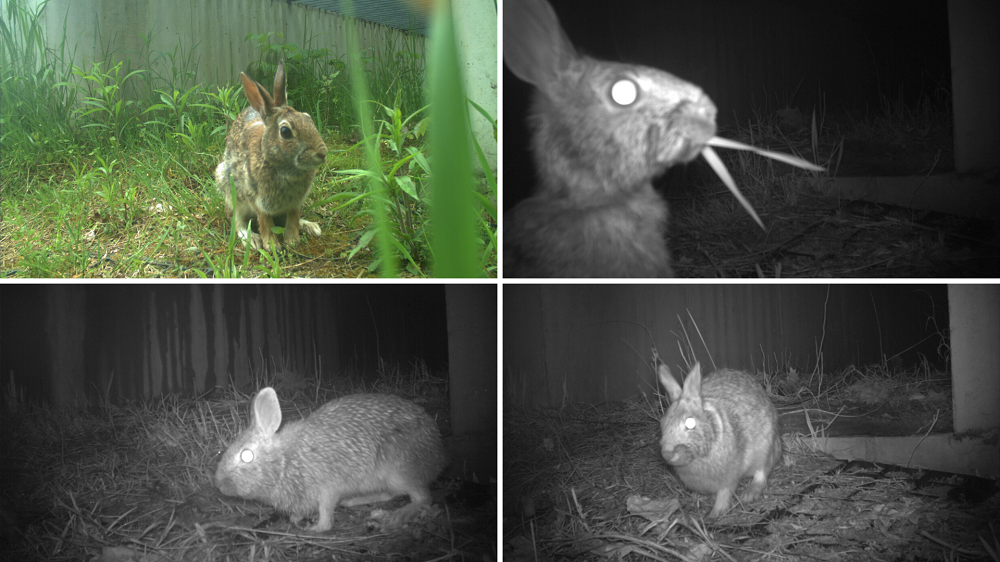 rabbit collage