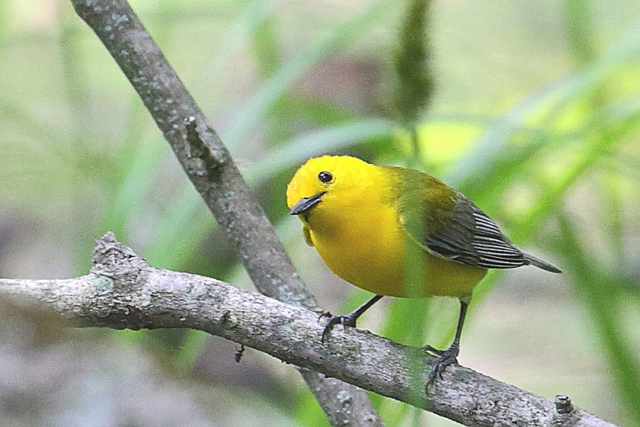 Un oiseau jaune – Une paruline orangée