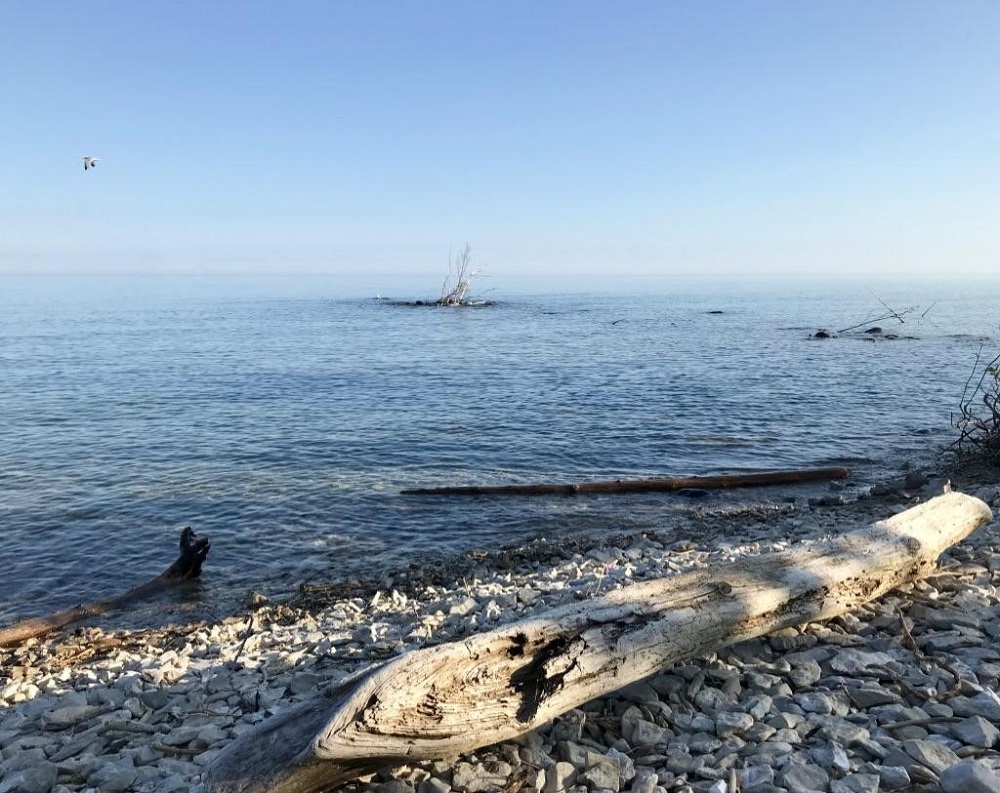driftwood on shore