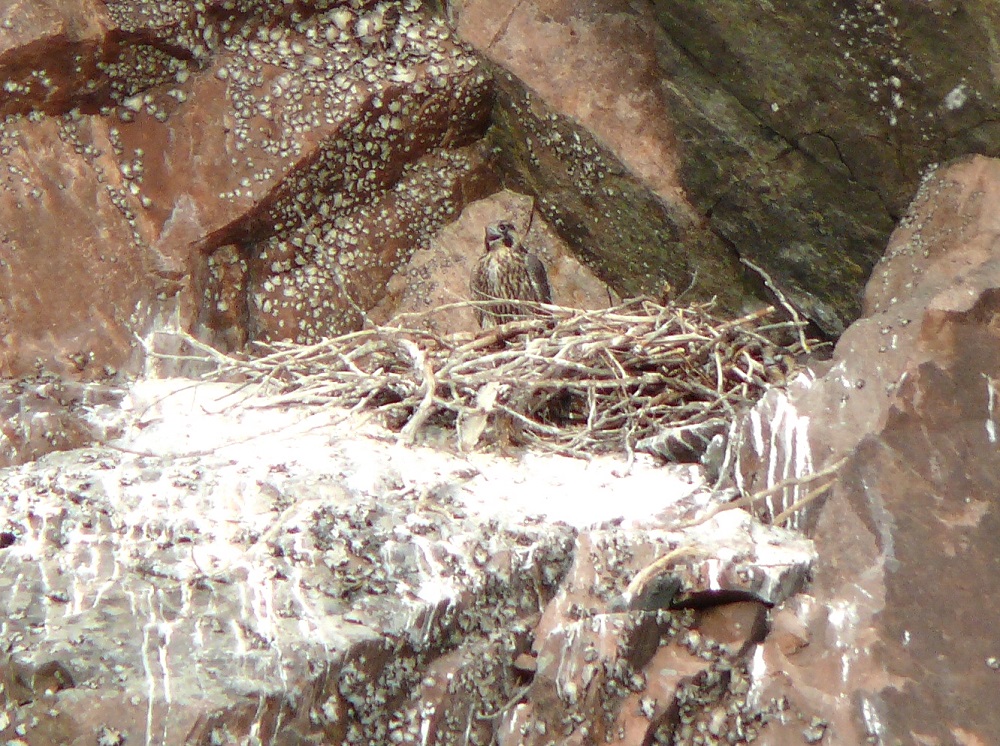 Falcon in nest