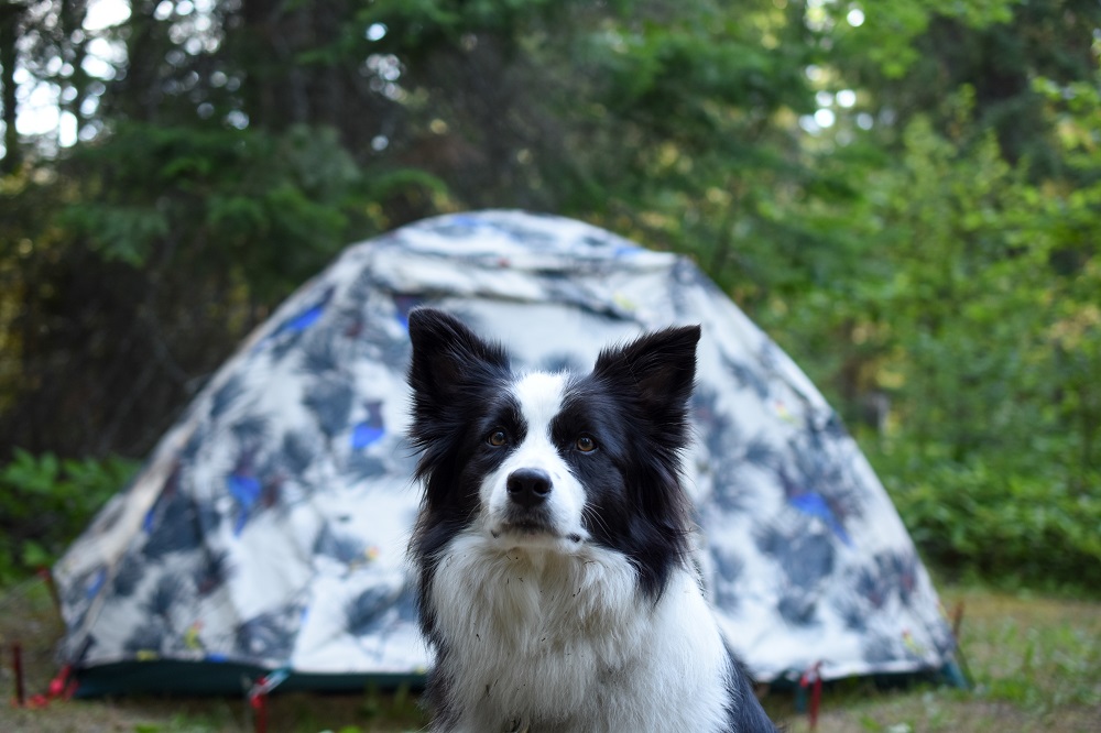 un chien sur un emplacement de camping