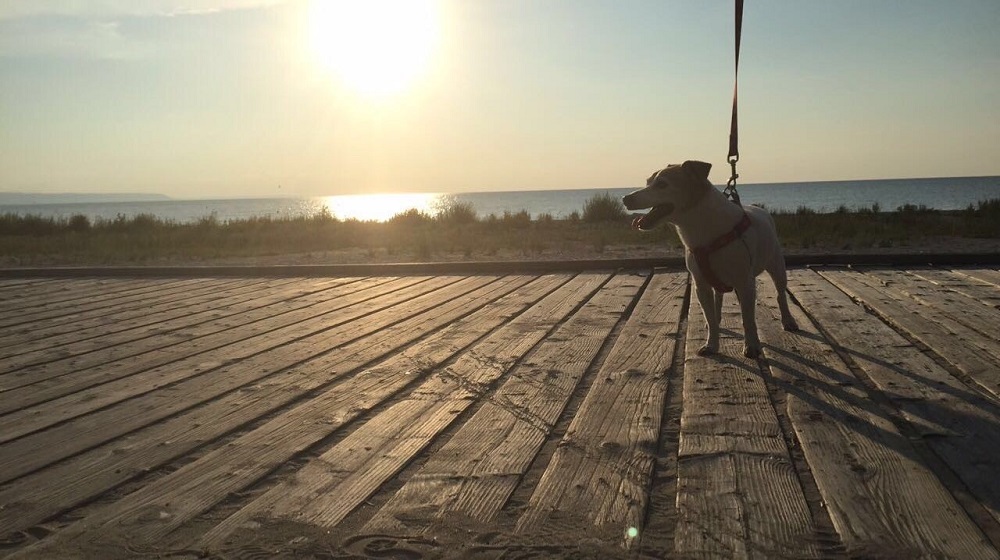 dog on boardwalk