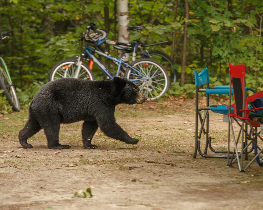 Ours dans un emplacement de camping