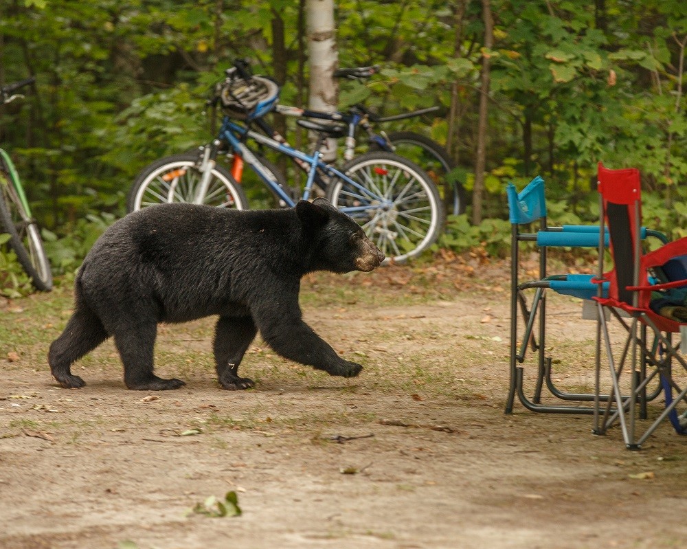 ours sur un emplacement de camping