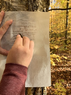 child rubbing imprint of tree bark