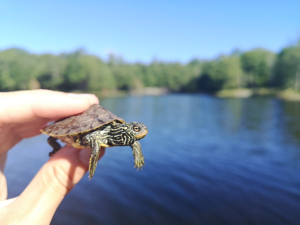 hand holding small turtle