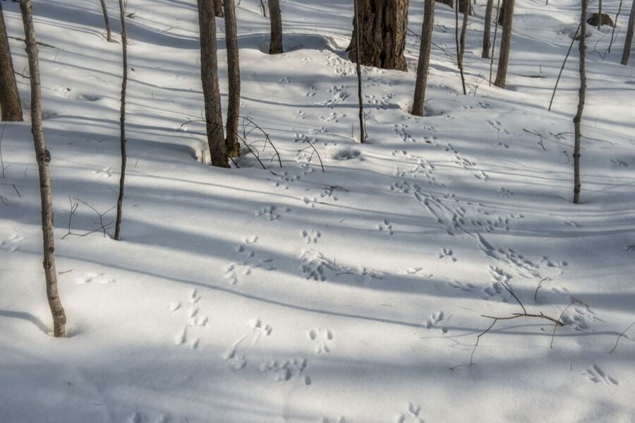 Various animal tracks in the snow in winter forest