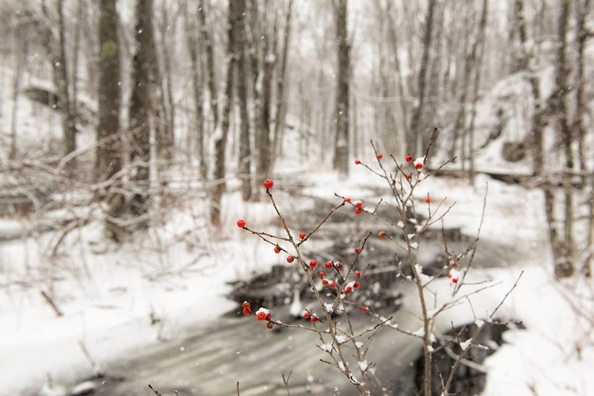 Arbuste orné de baies rouges en hiver 
