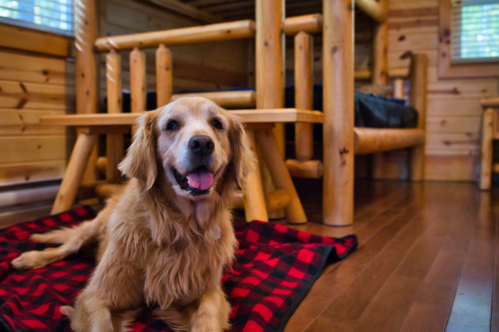 dog in cabin