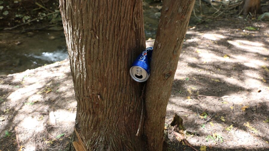 pop can stuck in a tree