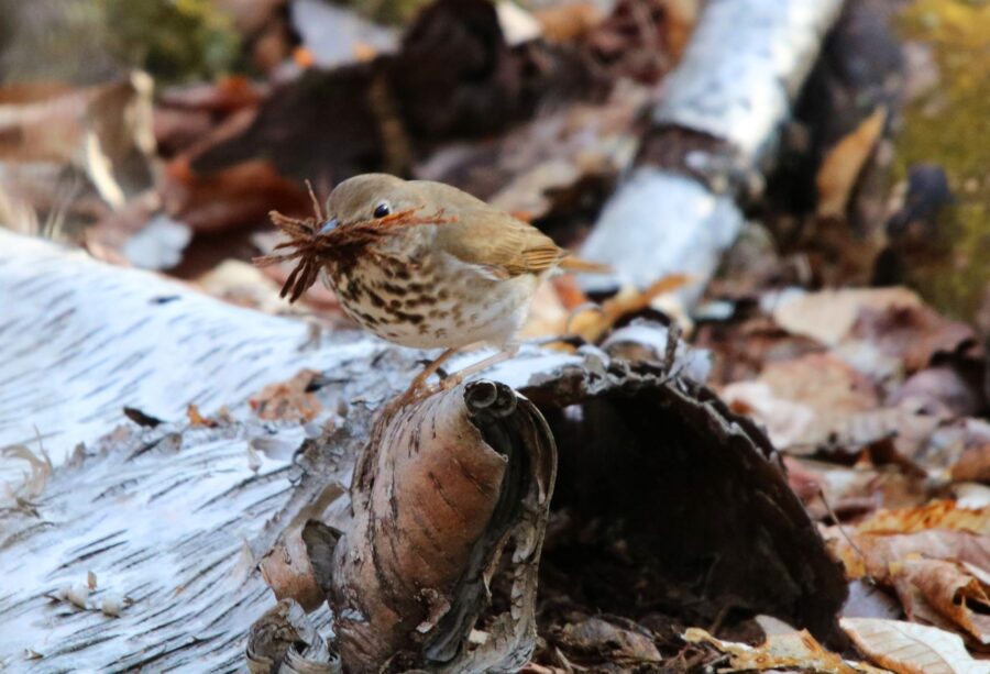 Hermit Thrush bird gathering nesting material from decomposing log on forest floor