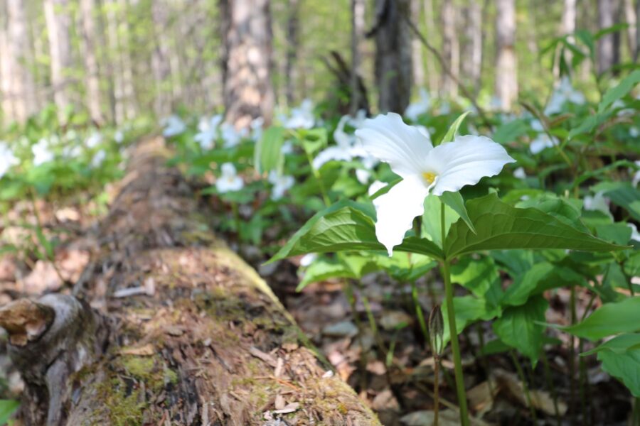 Trillium flowers next to decomposing log on forest floor