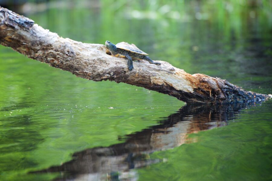 tortue géographique sur une branche émergeant de l’eau