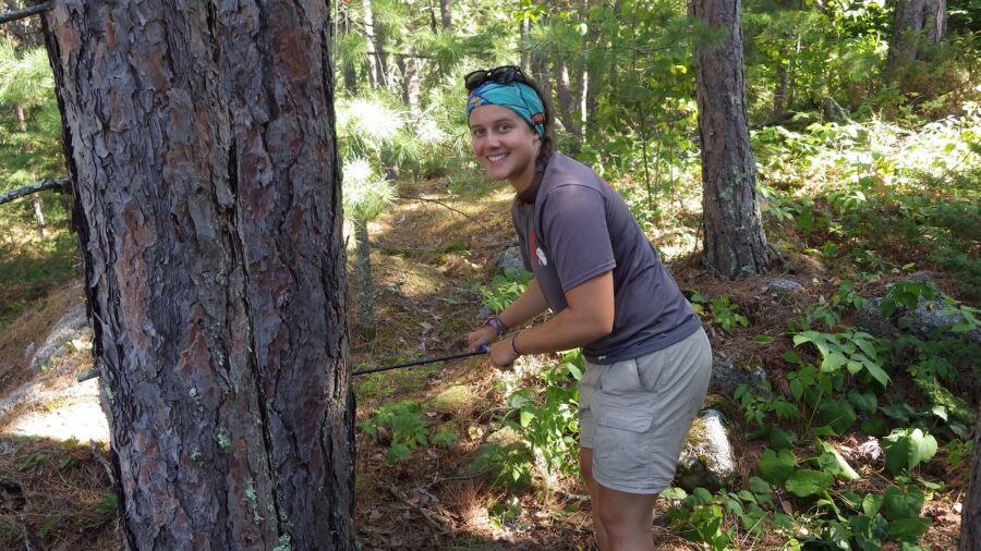 Katie coring a Red Pine at Quetico