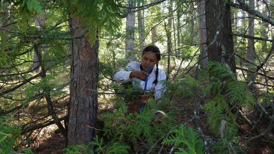 Kesley coring a Red Pine at Quetico