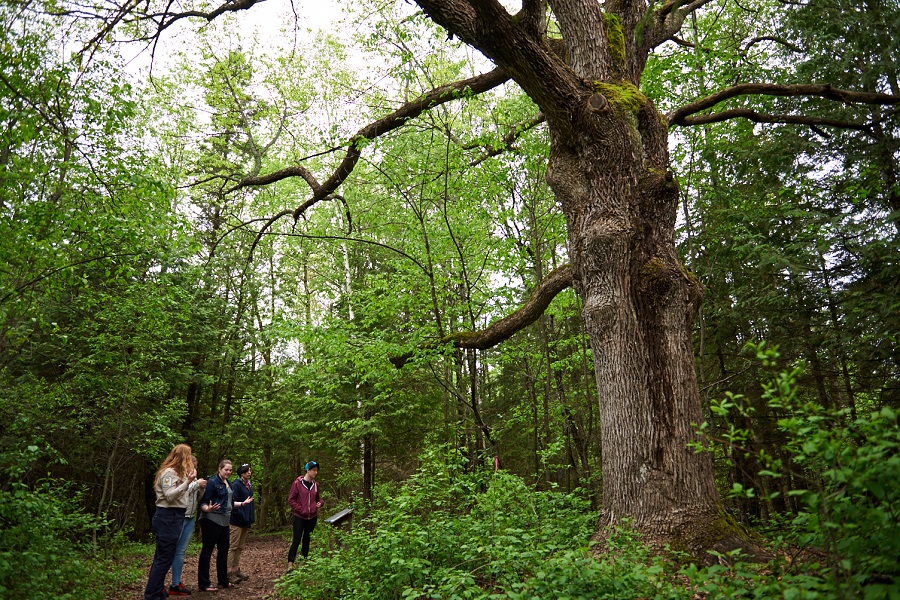 Group of people looking at a tree in the forest.