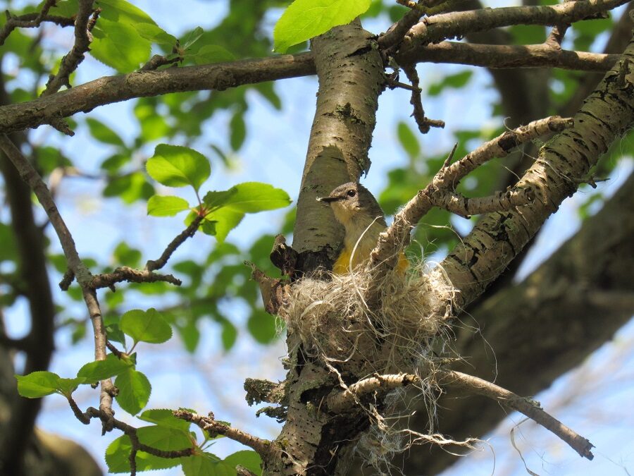 Oiseau dans un nid dans un arbre.