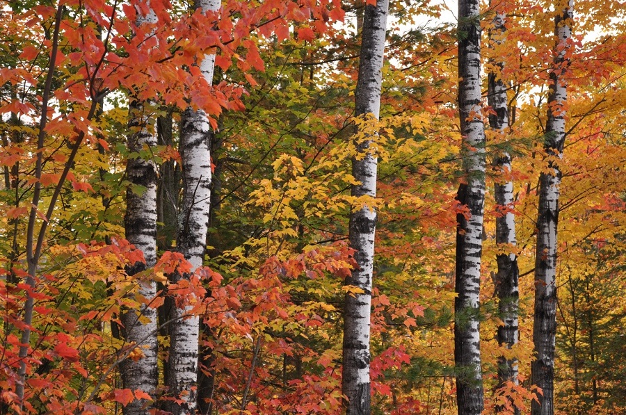 L’automne au parc Samuel de Champlain.