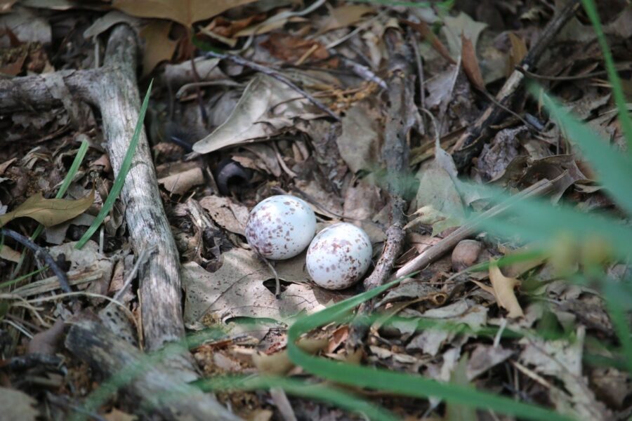 Deux œufs d’engoulevent bois-pourri sur le sol.